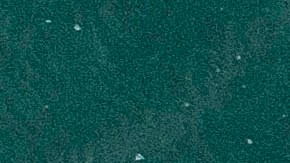 La mujer sufrió una grave mordedura de un tiburón.