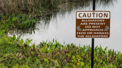 Tragedia en el Alligator and Wildlife Discovery Center.