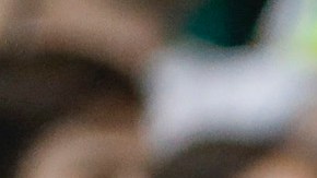 El hincha de Palmeiras es el principal sospechoso del crimen.