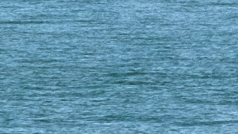 Se cree que hay entre 10 y 13 vaquitas marinas en todo el mundo.