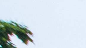 Los defensores de la acción afirmativa sostienen carteles durante una protesta en la Universidad de Harvard en Cambridge, Massachusetts, el 1 de julio de 2023. El 27 de junio, la Corte Suprema de los Estados Unidos prohibió el uso de la raza y el origen étnico en las admisiones universitarias, asestando un duro golpe a un práctica que impulsó las oportunidades educativas para los afroamericanos y otras minorías. (Foto de Joseph Prezioso/AFP) (Foto de JOSEPH PREZIOSO/AFP vía Getty Images)