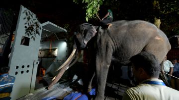 En la imagen aparece el elefante Muthu Raja .