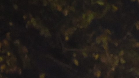 Mujer de 21 años murió durante violento tiroteo en Chicago