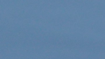 El reptil fue retirado y posteriormente sacrificado.