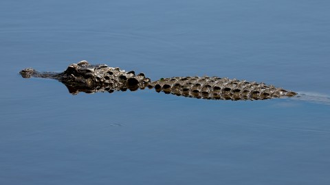 El reptil fue retirado y posteriormente sacrificado.