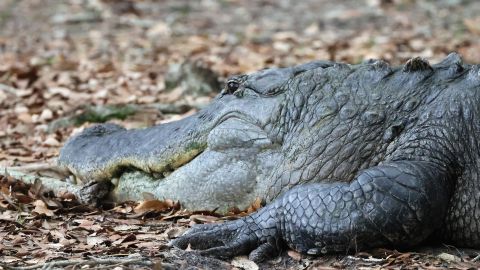 Una mujer de 69 años murió luego de ser atacada por un caimán mientras paseaba a su perro en Carolina del Sur