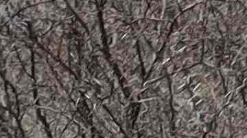 Tamaulipas se encuentra en el segundo lugar de personas desaparecidas y no encontradas con 13,016.