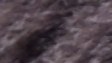 Nuevo encuentro fatal con un oso grizzly en Yellowstone.