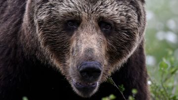Nuevo encuentro fatal con un oso grizzly en Yellowstone.