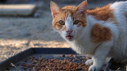 ¿Es tu gato un psicópata?