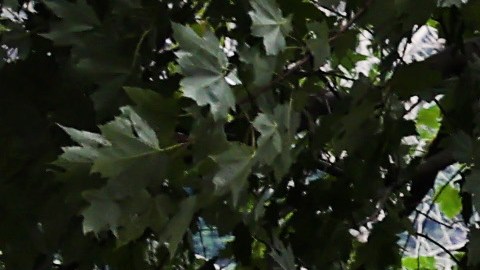 Las autoridades del estado de Nueva York estiman que hubo daños valorados en $50 millones de dólares por las tormentas del 9 y 10 de julio.