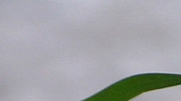 Los osos malayos, la especie de oso más pequeña del mundo.