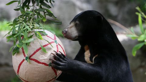 Los osos malayos, la especie de oso más pequeña del mundo.