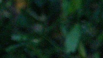 El cachorro de tigre de Sumatra todavía no tiene nombre.