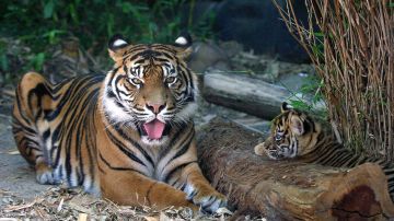 El cachorro de tigre de Sumatra todavía no tiene nombre.