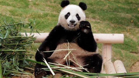 El panda chino gigante Ai Bao come bambú en el parque de atracciones Everland.