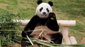 El panda chino gigante Ai Bao come bambú en el parque de atracciones Everland.
