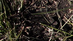 Quién fue Emmett Till y por qué Joe Biden designó un monumento en su honor