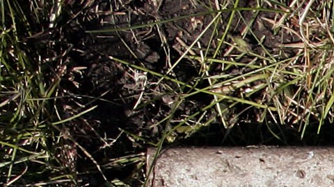 Quién fue Emmett Till y por qué Joe Biden designó un monumento en su honor