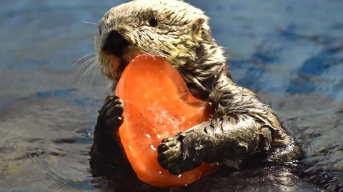 Imagen de una nutria marina en California.