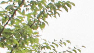 Templo japonés Toshodaiji Kondo en Nara.