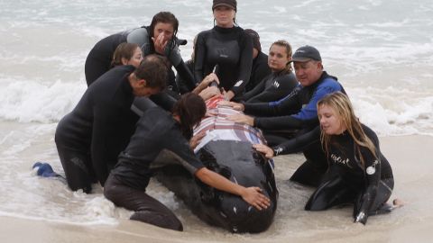 Intentos de rescate de ballenas piloto en Australia.