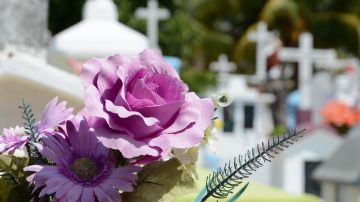 Flor Cementerio