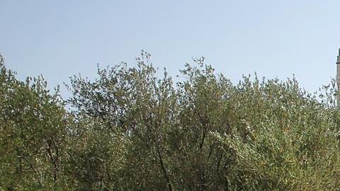 Acrópolis ola de calor