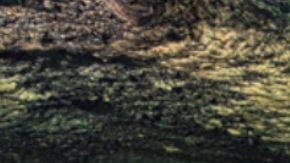 Imagen de la canoa maya descubierta.