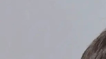 Hasta el momento no está claro su la muñeca está relacionada con las pesquisas que se desarrollan en la casa de Massapequa Park.