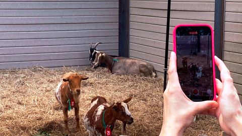 Las cabras encargadas de limpiar esta parte de Nueva York forman parte de Green Goat.