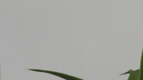 Plantas