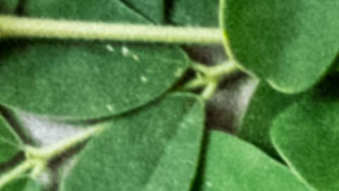 La moringa