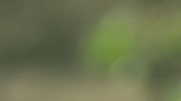 El estudio indica que los alimentos de origen vegetal se asocian con un menor riesgo de enfermedades crónicas