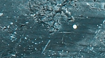 Las leguminosas son ricas en nutrientes como; cobre, hierro, magnesio, potasio, ácido fó