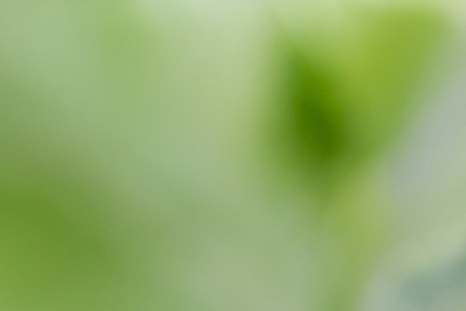 Vegetales de hoja verde