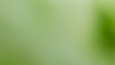 Vegetales de hoja verde