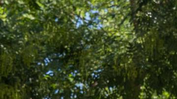 Sliwa propuso crear alojamiento para los migrantes recién llegados en Rikers Island, que según él hay camas para 20,000 personas.