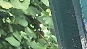 Líderes de esta industria del transporte a pedido, como el ecuatoriano José Altamirano, quieren que las antiguas y costosas cámaras  obligatorias, sean actualizadas