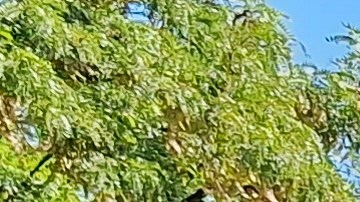 Comercios alrededor del Yankee Stadium solo ven "alguna luz" en las temporadas de juegos.