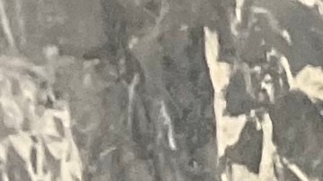 Cada día siguen llegando más migrantes a NYC.