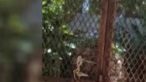 Confirman muerte del mexicano Carlos Tomás Aranda. ConsuladoMexVan