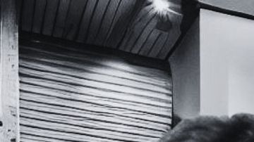 El oso negro ingresó a la casa de Montana a las 3 de la madrugada.