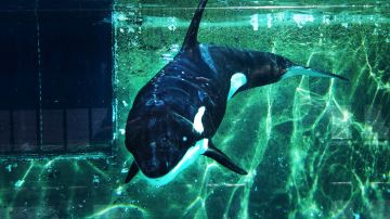Murió Lolita, la emblemática orca del Miami Seaquarium.