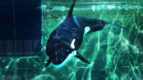 Murió Lolita, la emblemática orca del Miami Seaquarium.