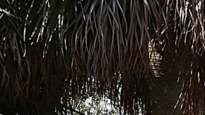 Funcionario del Departamento de Policía de Fort Lauderdale fue acusado de asesinato premeditado