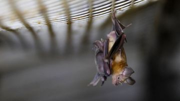 A Horseshoe bat hangs from a net inside an abandoned Israeli army outpost next to the Jordan River in the occupied West Bank, on July 7, 2019. - The former Israeli military outpost on a dusty, yellow marlstone hill in the West Bank has become a man-made bat cave.It is one of a dozen or so mini-fortresses that were built among the hills above the Israel-Jordan border after the 1967 Six-Day War and abandoned by Israel following a 1994 peace accord between the countries. (Photo by MENAHEM KAHANA / AFP) (Photo by MENAHEM KAHANA/AFP via Getty Images)
