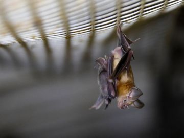 A Horseshoe bat hangs from a net inside an abandoned Israeli army outpost next to the Jordan River in the occupied West Bank, on July 7, 2019. - The former Israeli military outpost on a dusty, yellow marlstone hill in the West Bank has become a man-made bat cave.It is one of a dozen or so mini-fortresses that were built among the hills above the Israel-Jordan border after the 1967 Six-Day War and abandoned by Israel following a 1994 peace accord between the countries. (Photo by MENAHEM KAHANA / AFP) (Photo by MENAHEM KAHANA/AFP via Getty Images)