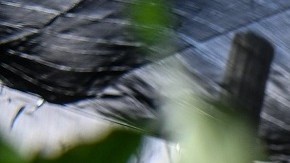 La Ley SB 1718 afecta varias industrias en Florida, como la agrícola.