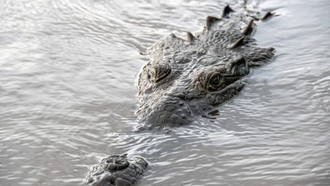 Cocodrilo muerde la pierna de un hombre en Florida